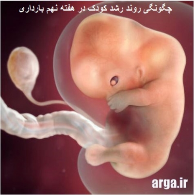 هفته نهم بارداری