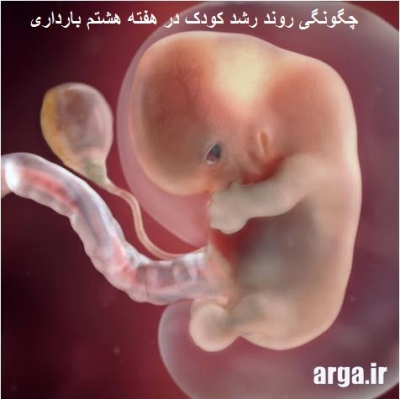 بارداری و رشد جنین 
