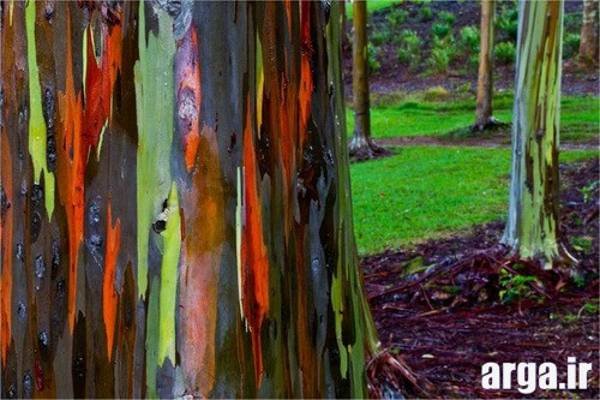 درخت رنگین کمانی در طبیعت