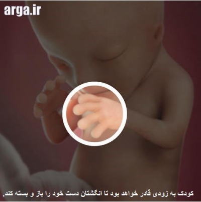 تشکیل دست ها در بارداری
