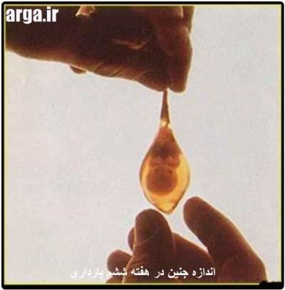 هفته ششم بارداری