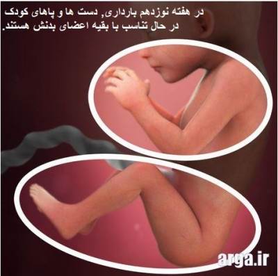 کودک نوزده هفته در بارداری