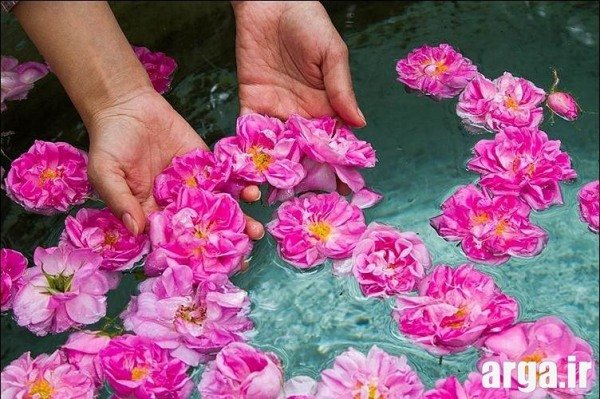 عکس گل محمدی زیبا