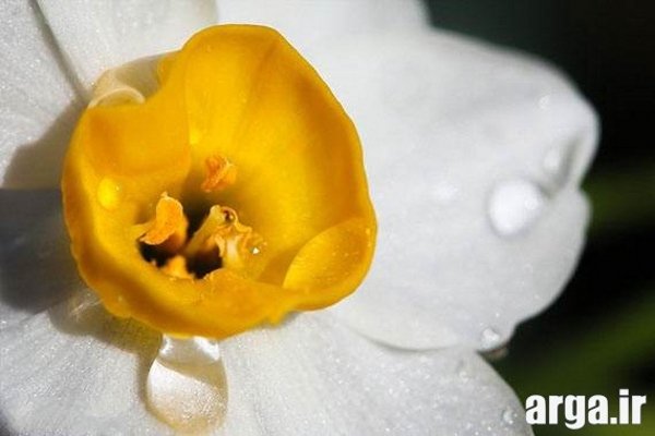 عکس گل نرگس زیبا