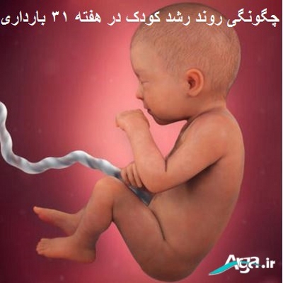 بارداری هفته به هفته 