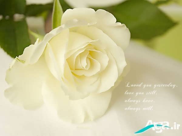 عکس گل رز سفید بسیا زیبا
