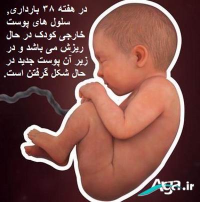 بارداری هفته به هفته 