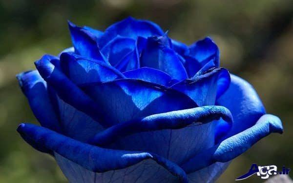 گل رز شکفته آبی
