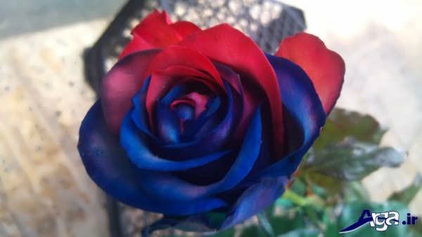 عکس گل آبی