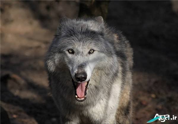 گرگ خاکستری وحشی