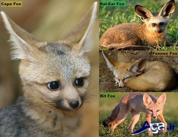 عکس روباه در گونه های مختلف