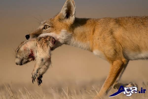 عکس روباه در حال شکار