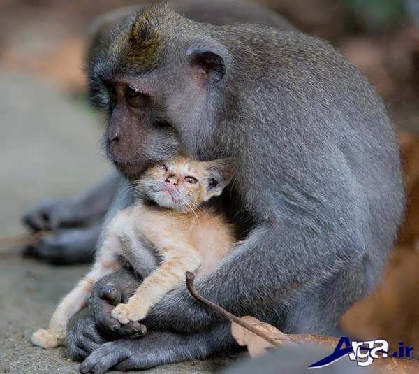 عکس میمون و گربه