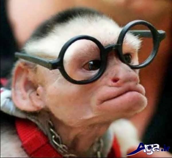 عکس میمون عینکی