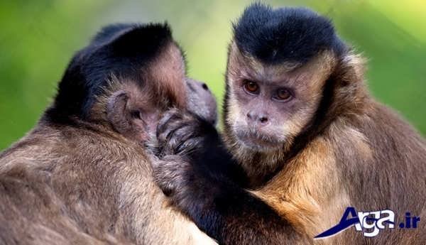 عکس دو میمون دوست داشتنی
