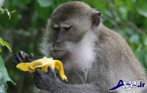 عکس میمون موز به دست