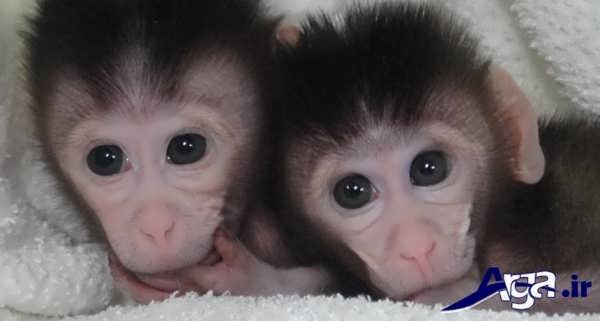 عکس دو بچه میمون