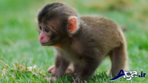 عکس میمون بچه