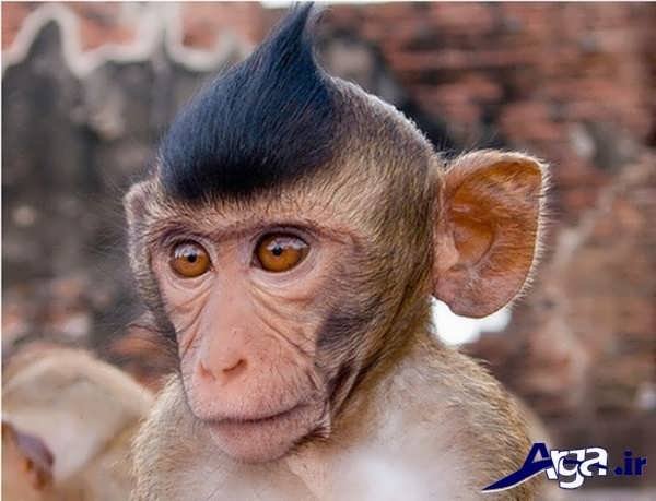 عکس مدل موی میمون