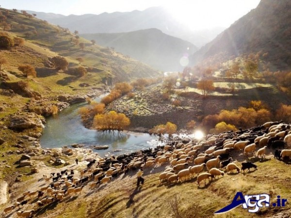 عکس طبیعت ایران و گوسفند