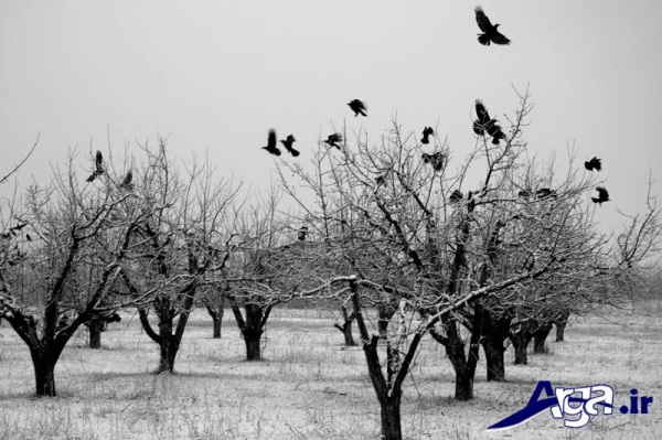 عکس طبیعت ایران زمستان