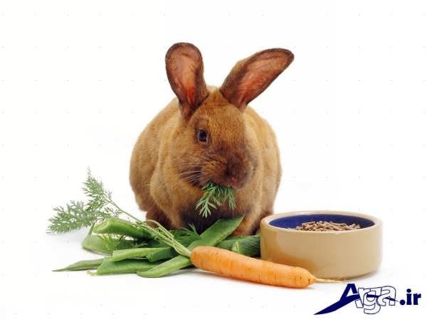 عکس خرگوش و تغذیه آن