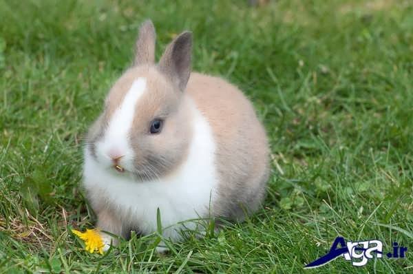 عکس خرگوش زیبا
