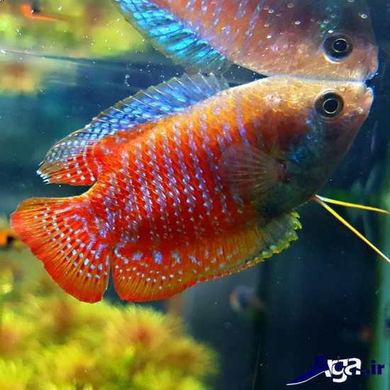 عکس ماهی های زیبا گورامی کوتوله