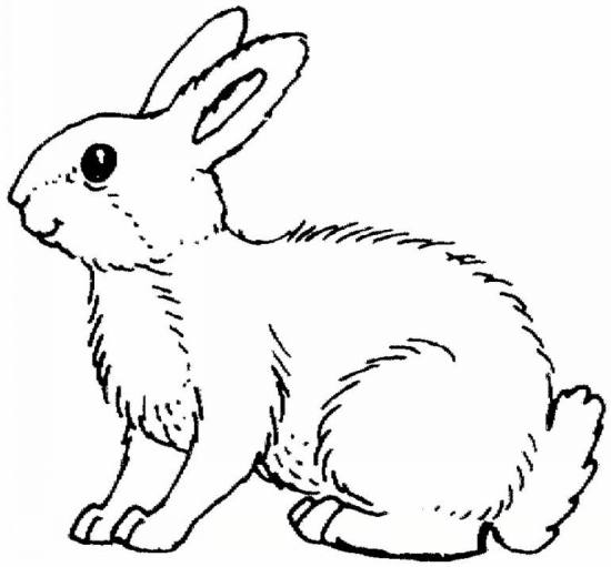 رنگ آمیزی خرگوش های بامزه و با نمک برای کودکان
