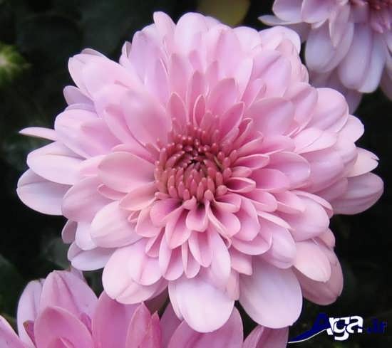 chrysanthemums-1.jpg