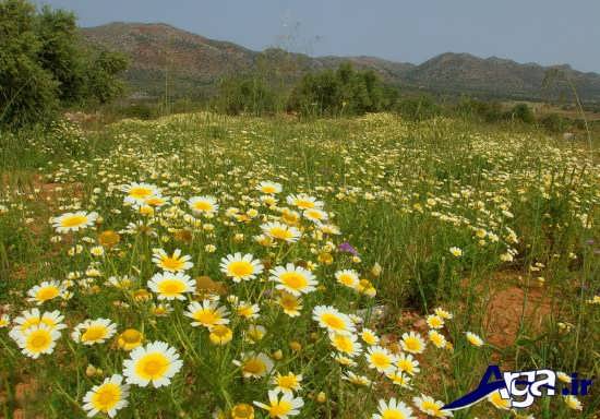 دشت زیبای گل داوودی