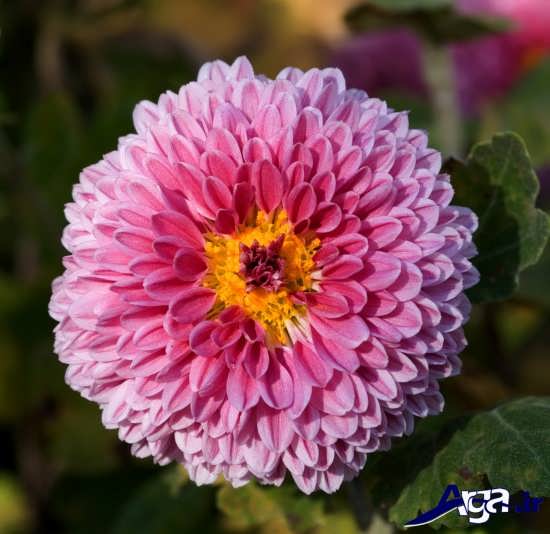 chrysanthemums-14.jpg