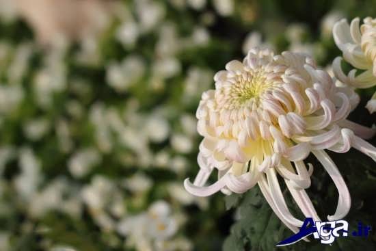 chrysanthemums-16.jpg