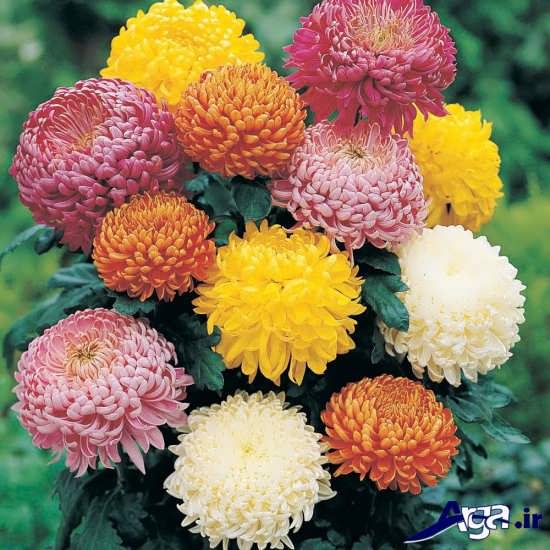 chrysanthemums-2.jpg