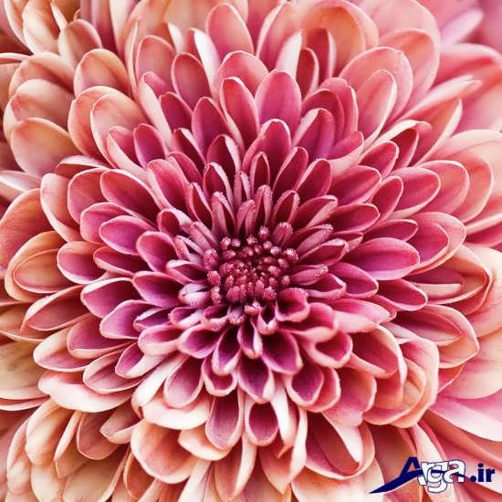 chrysanthemums-26.jpg