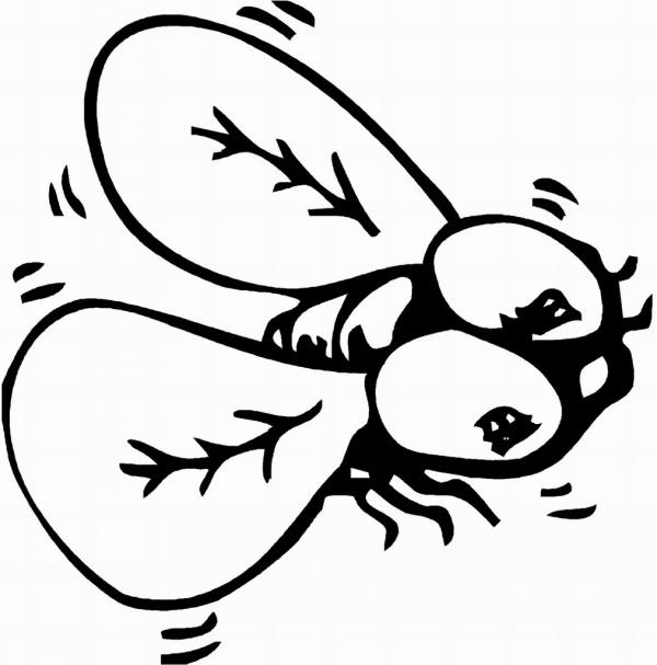 نقاشی حشرات برای کودکان 