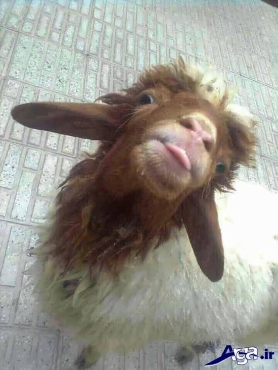 عکس های خنده دار تلگرام از گوسفند