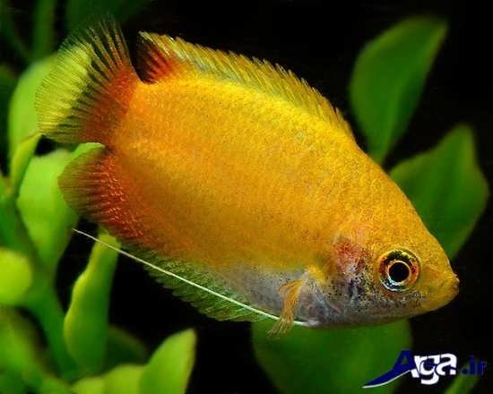 عکس ماهی زیبای گورامی عسلی