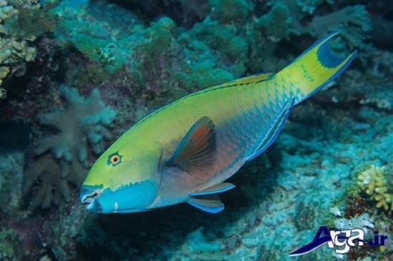 عکس ماهی طوطی رنگین کمان