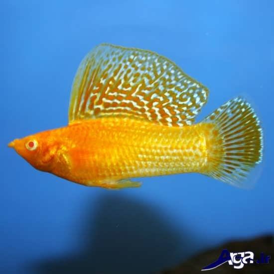 عکس ماهی مولی باله بادبانی