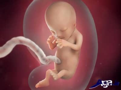 مرحله و هفته دوازدهم تشکیل جنین