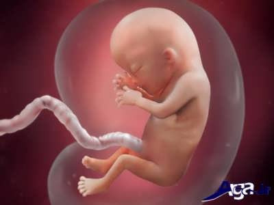 هفته 13 از مرحله های تشکیل جنین