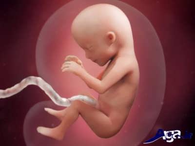 هفته 15 از مرحله های تشکیل جنین