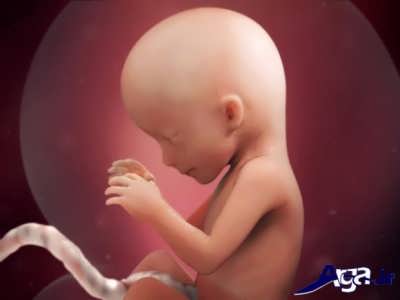 هفته 16 بارداری از مرحله های تشکیل جنین