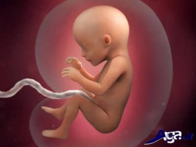 هفته هفدهم تشکیل جنین