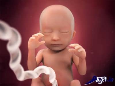 هفته 18 از مرحله های تشکیل جنین