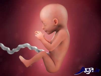 هفته 19 از مراحل تشکیل جنین