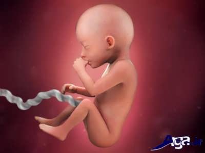 هفته 20 از مرحله های مختلف تشکیل جنین