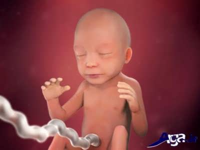 هفته 22 از مراحله های تشکیل جنین