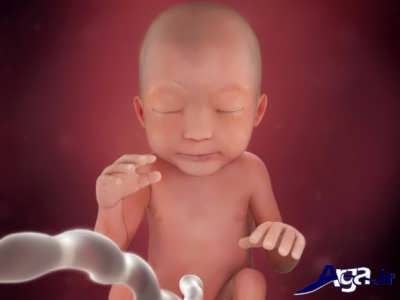 هفته 24 مرحله های تشکیل جنین